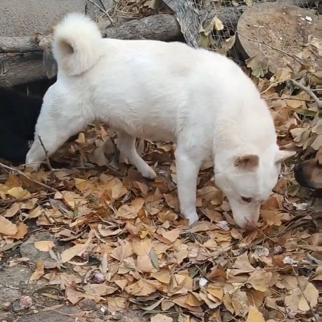 中华田园犬中的贵妇！金钱尾巴已经确定！